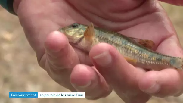 Inventaire des poissons de la rivière Tarn