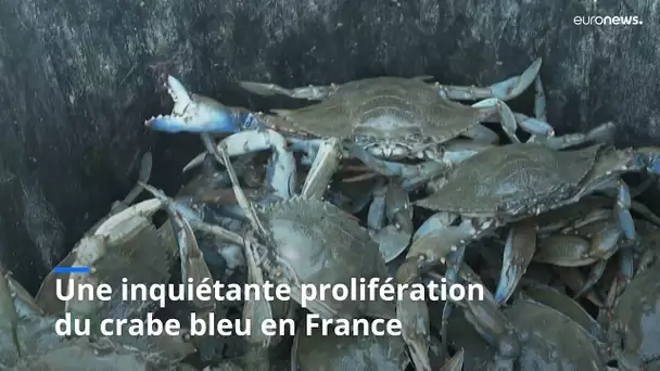 France : l'inexorable invasion du crabe bleu en méditerranée ?