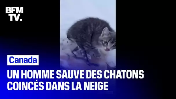 Au Canada, un homme sauve trois chatons gelés grâce à son café