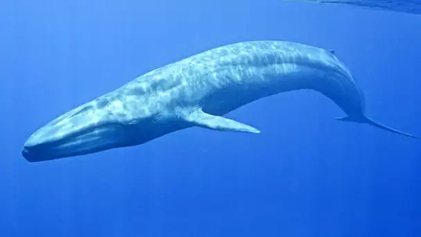 Baleine bleue : le plus grand animal du monde - ZAPPING SAUVAGE