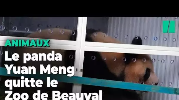 Voici comment Yuan Meng, le premier panda né en France, a voyagé jusqu’en Chine ce mardi