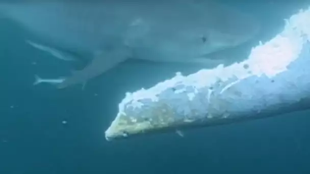 Un requin attaque et mange une baleine bleue vivante