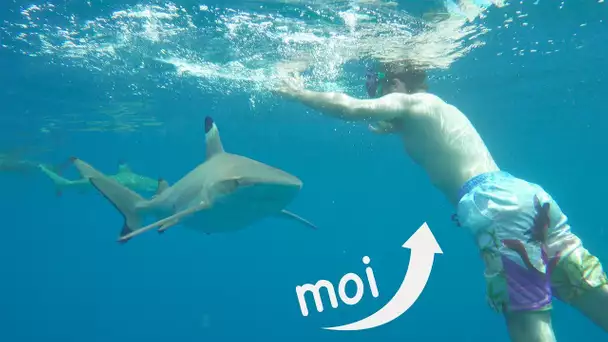 COMMENT JE ME SUIS RETROUVÉ ENTOURÉ DE REQUINS ?!