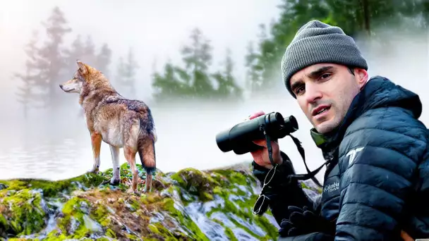 Face à face avec des loups dans la montagne !