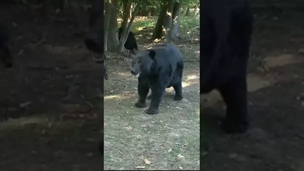 Les ours du parc de Thoiry