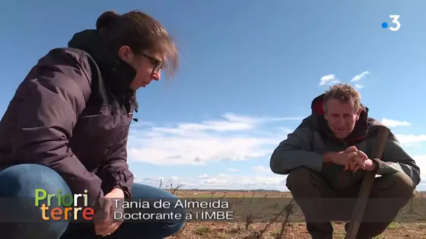 PrioriTerre en Crau: Des fourmis pour aider la nature à réparer une marée noire