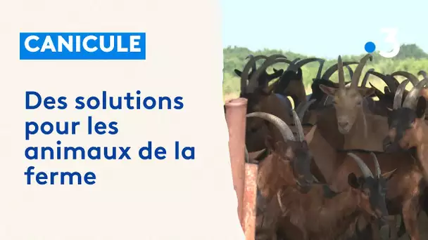 Les animaux de la ferme à l'heure de la canicule