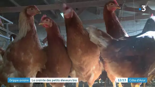 Grippe aviaire et confinement des volailles : incompréhension pour une éleveuse des Alpes-Maritimes