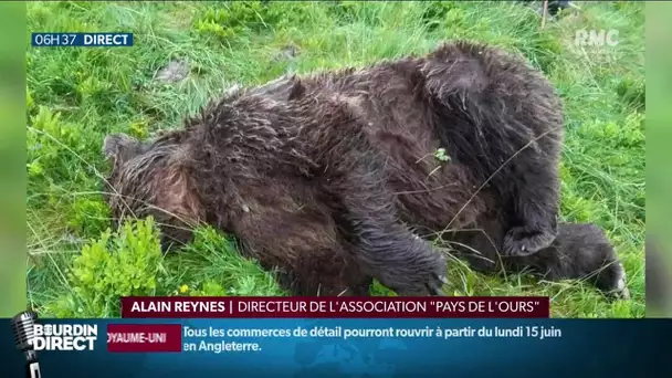 Un ours a été découvert en Ariège, mardi, abattu par balles