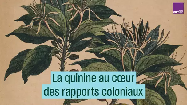 À l'origine de la quinine #CulturePrime