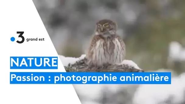 Vincent Michel et Eric Gangloff, photographes animaliers passionnés par la chouette Chevêchette