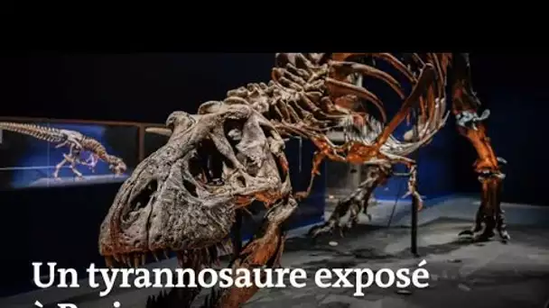 Voici à quoi ressemble le squelette de tyrannosaure exposé au Jardin des plantes de Paris