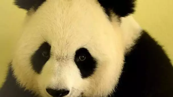 Le panda Huan Huan du zoo de Beauval a accouché