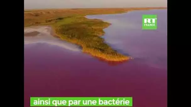 Ukraine : les superbes images d’un lac rose