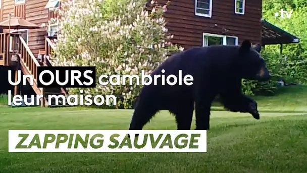 L'ours noir cherchait quelque chose en particulier  - ZAPPING SAUVAGE