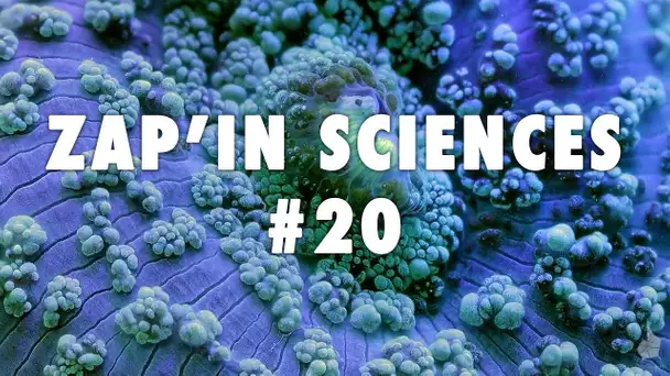 Zap'In Sciences #20 - L'Esprit Sorcier