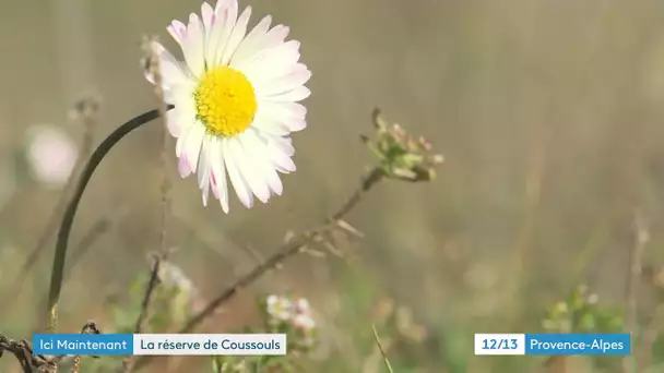 Dans la plaine de La Crau découvrons les secrets de la réserve naturelle des Coussouls