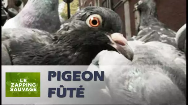 Un pigeon prend le métro pour faire ses courses - ZAPPING SAUVAGE 12
