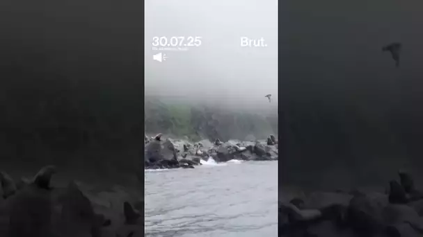 Des otaries plongent dans l'eau lors d'un tremblement de terre de magnitude 8,8.