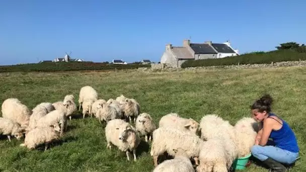 Des éleveurs sur l'île d'Ouessant