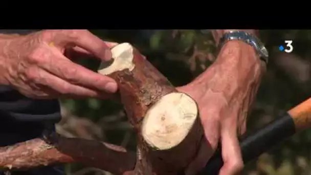 Quand la sécheresse décime nos forêts de pins