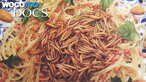 Insect Cuisine | Meat Replacement of Tomorrow