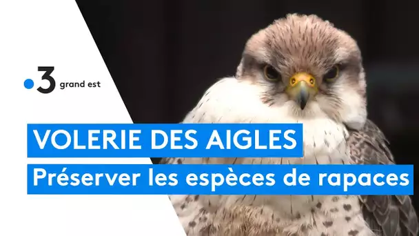 L'incroyable travail pour préserver les espèces à la volerie des aigles