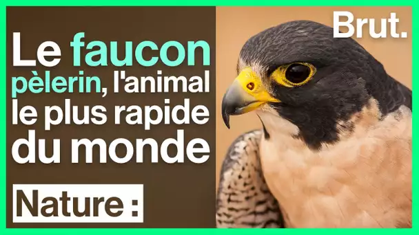 Pourquoi le faucon pèlerin est l'animal le plus rapide au monde