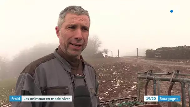 Face au grand froid, les agriculteurs bourguignons s'organisent