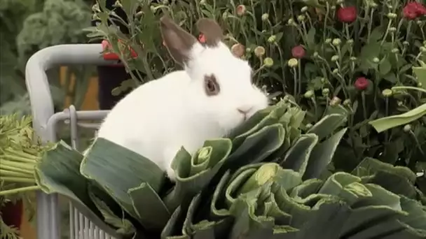 Lapin mangeur de carottes