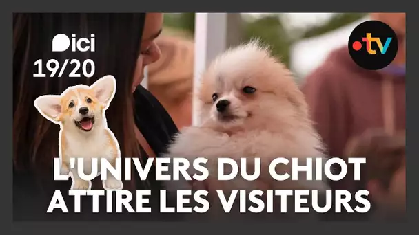 "Ce n'est pas un achat, c'est une adoption", au Mans,  l'Univers du Chiot attire les visiteurs