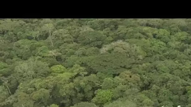 Gabon : exploitation forestière