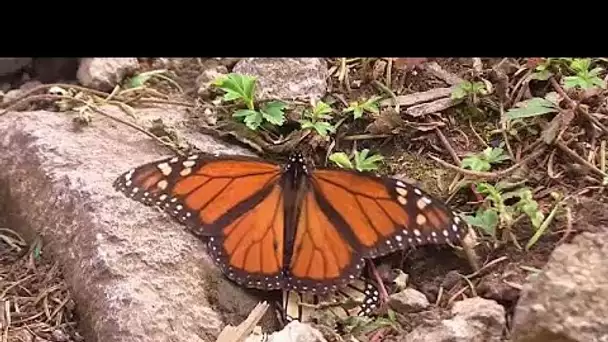L&#039;incroyable voyage des papillons monarques