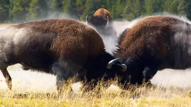 Combat de bisons impressionnant - ZAPPING SAUVAGE