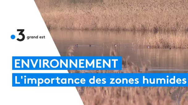 Pourquoi il faut préserver les zones humides