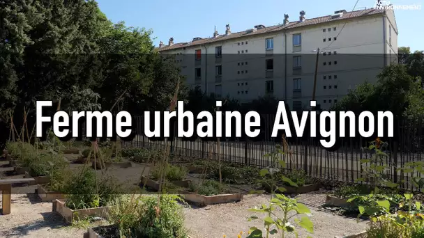 Ferme urbaine : lorsque l’agriculture en ville crée du lien social