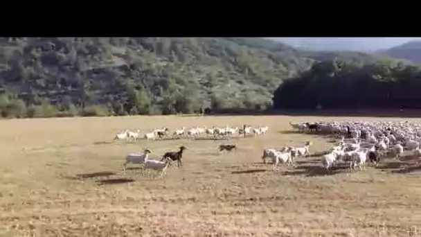 Lot : attaques de chiens errants sur des brebis : "les propriétaires laissent leur animal divaguer"