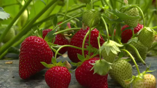Béarn: la saison des fraises bat son plein