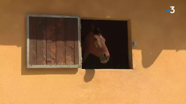 Coronavirus Gard : les chevaux des centres équestres eux aussi confinés faute de personnels