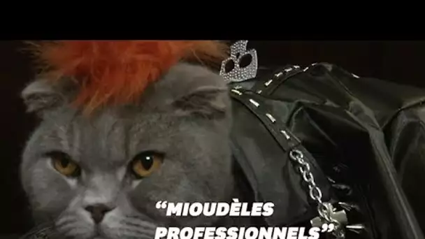 Ces chats "fashionistas" ont défilé à New York pour une bonne cause