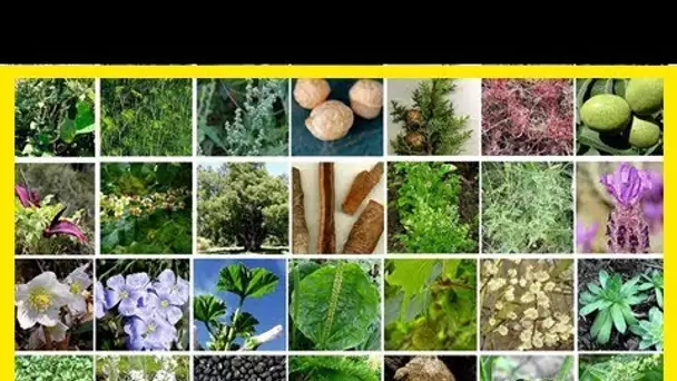 Plus de 70 plantes médicinales qui luttent contre le cancer