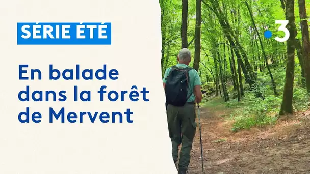 Vacances : balade dans la forêt de Mervent entre randonnée, pratique du VTT et bain de nature