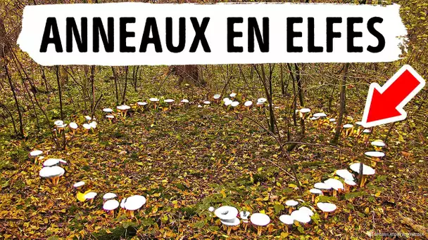 Au-delà de la croyance : Les anneaux des elfes et les merveilles inexpliquées de la nature