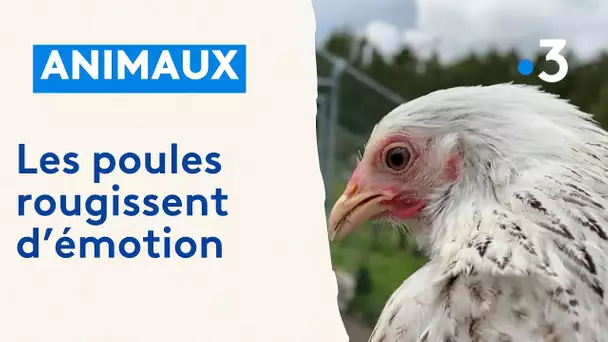 Les poules rougissent, d'après une étude menée en Indre-et-Loire