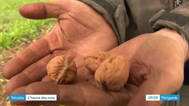 La récolte des noix à Sorges