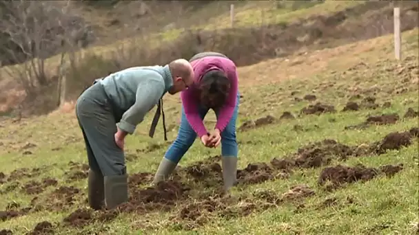 Les sangliers mettent en danger les producteurs de munster