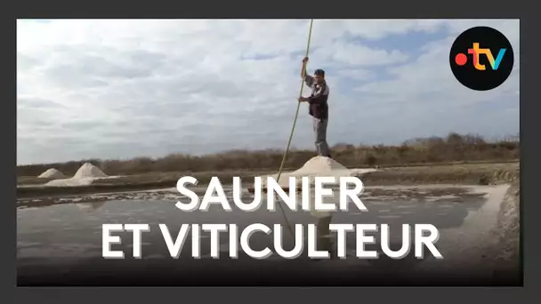 Début des vendanges pour un viticulteur qui est également saunier sur l'Île de Ré
