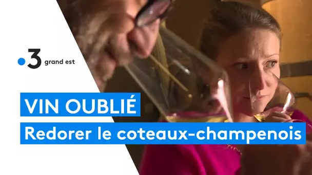 Viticulture : redécouvrir le coteaux-champenois, un vin méconnu parfois méprisé