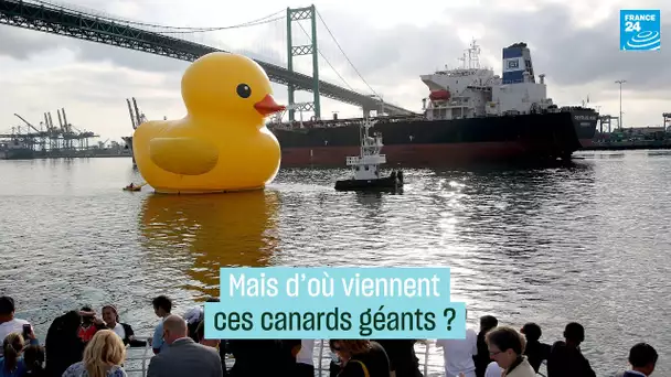 Mais d’où viennent ces canards géants ? • FRANCE 24