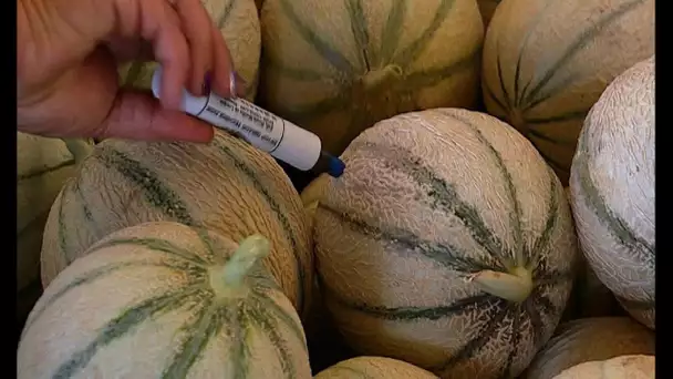 Le Melon de Cavaillon espère obtenir prochainement son IGP